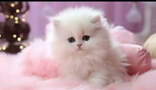 PERSIAN KITTENS PLAYFUL