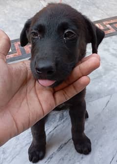 Lebrador black female puppy urgent sale