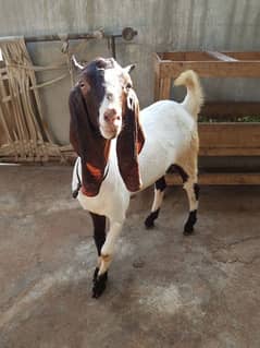 gulabi Goat | kamori bakra | teddy Bakri | Bakra | goat for sale