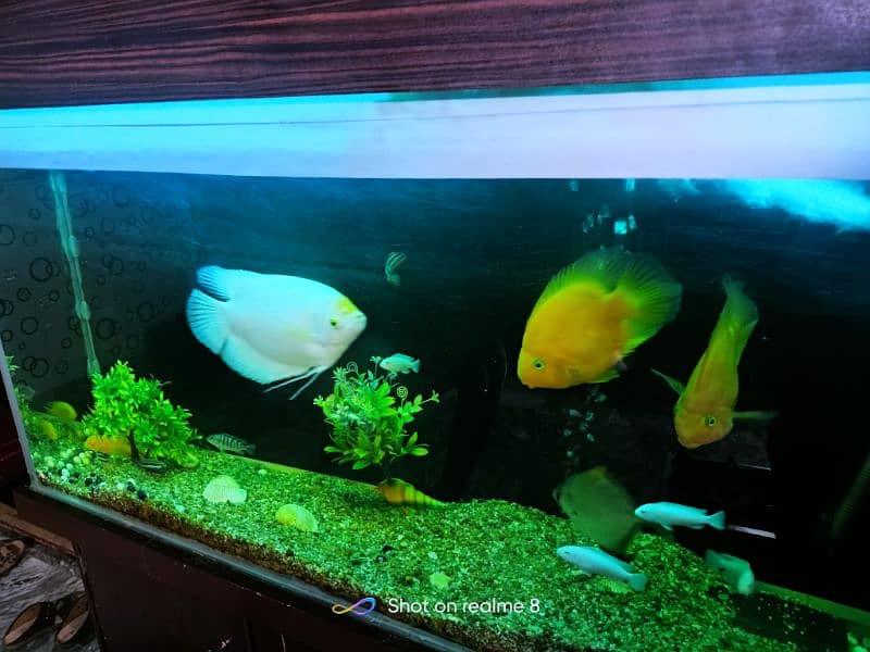 Fish Aquarium Complete Setup Read Description 6