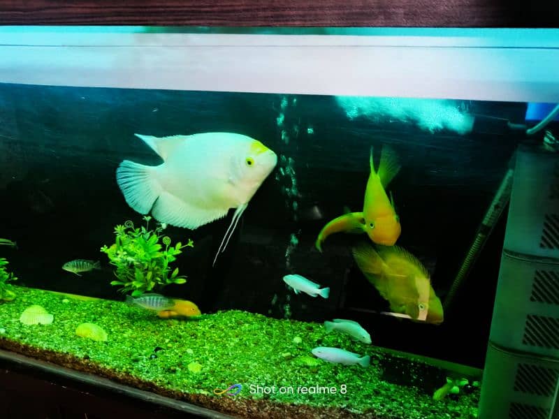 Fish Aquarium Complete Setup Read Description 7