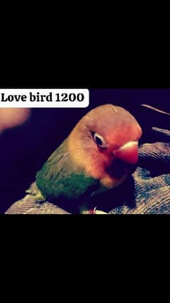 love bird