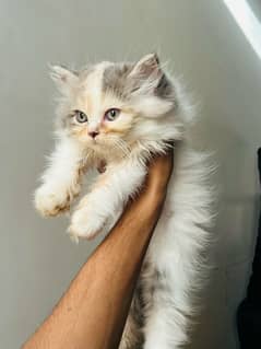 Original Persian kittens 3 coated