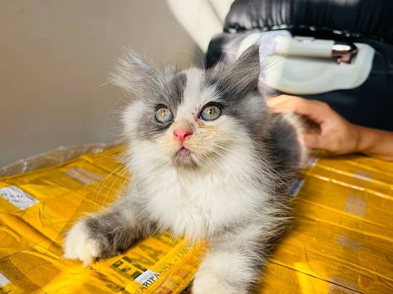 Original Persian kittens 3 coated 1