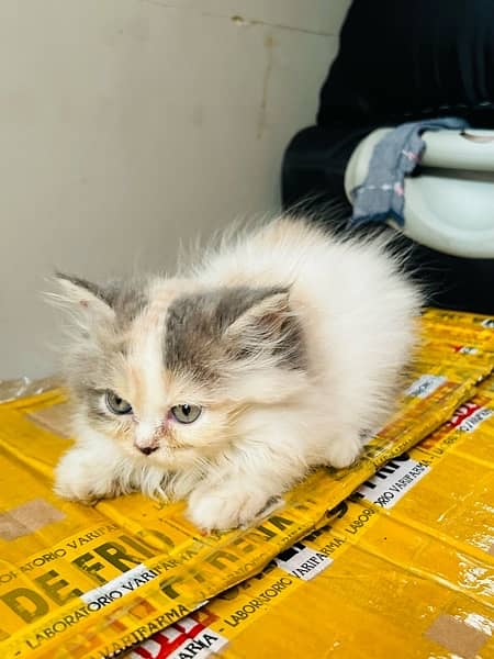 Original Persian kittens 3 coated 9