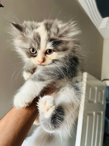 Original Persian kittens 3 coated 10