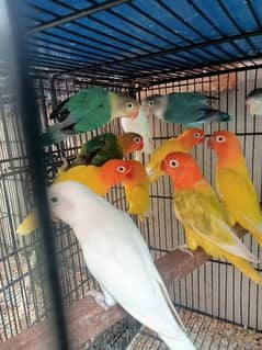 Love bird breeder Males offer