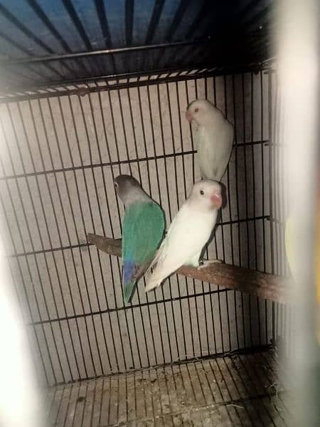 Love bird breeder Males offer 2