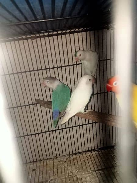 Love bird breeder Males offer 3