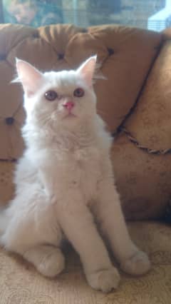 Russian White Kitten for Sale Fully Vaccinated With Collar and Leash