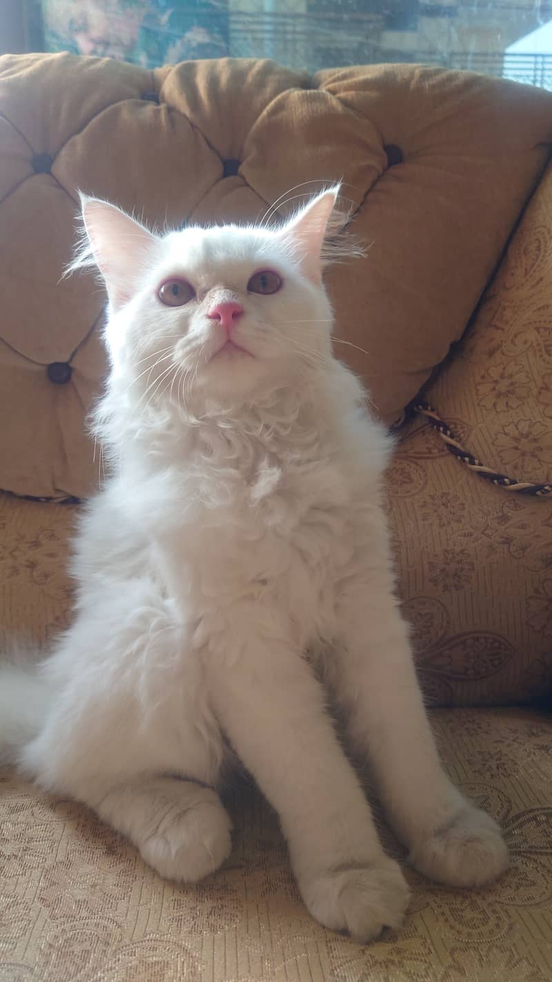 Russian White Kitten for Sale Fully Vaccinated With Collar and Leash 1