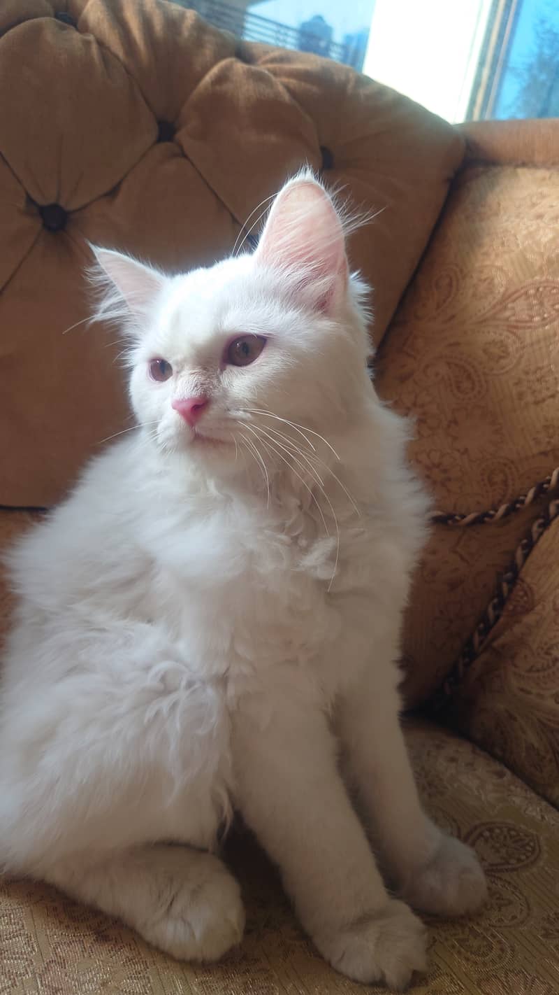 Russian White Kitten for Sale Fully Vaccinated With Collar and Leash 2