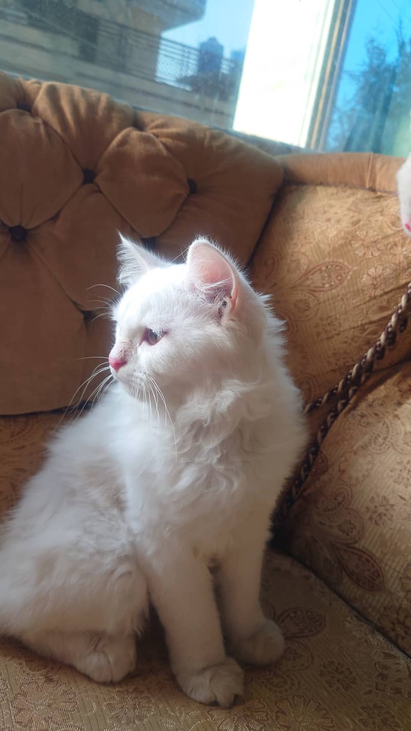 Russian White Kitten for Sale Fully Vaccinated With Collar and Leash 3