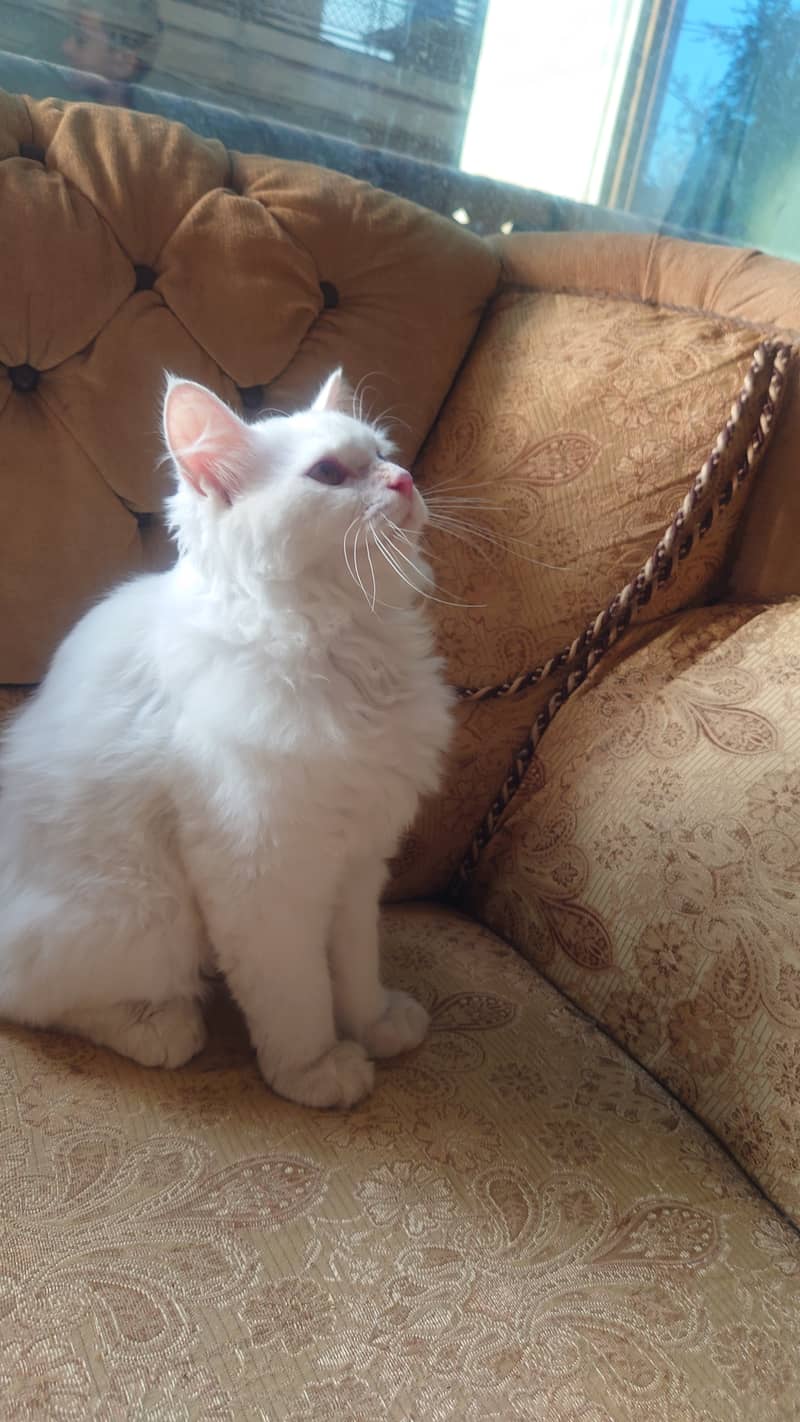 Russian White Kitten for Sale Fully Vaccinated With Collar and Leash 4