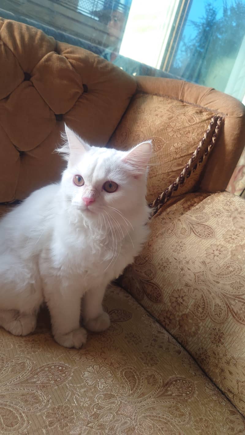 Russian White Kitten for Sale Fully Vaccinated With Collar and Leash 5