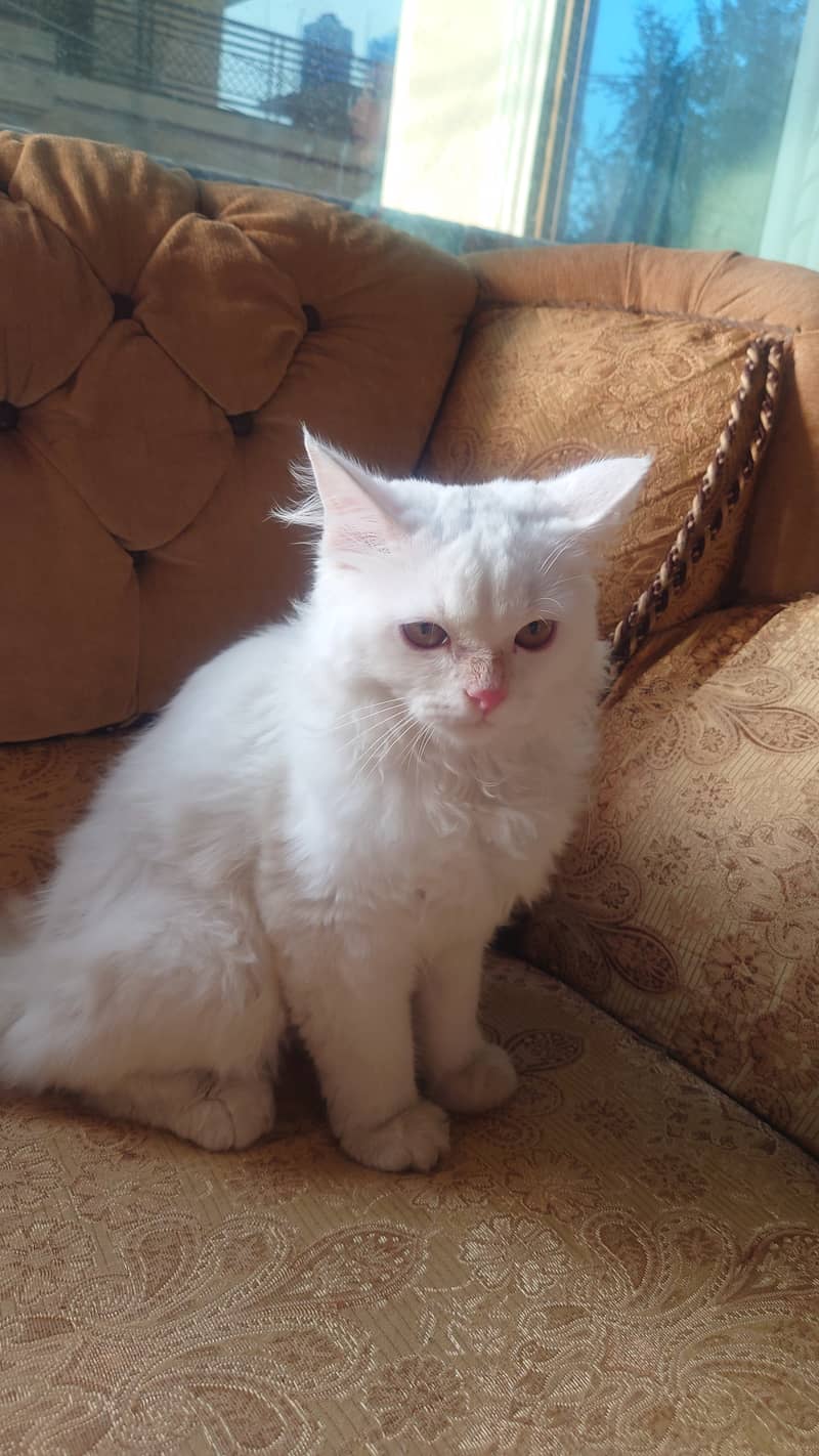 Russian White Kitten for Sale Fully Vaccinated With Collar and Leash 6