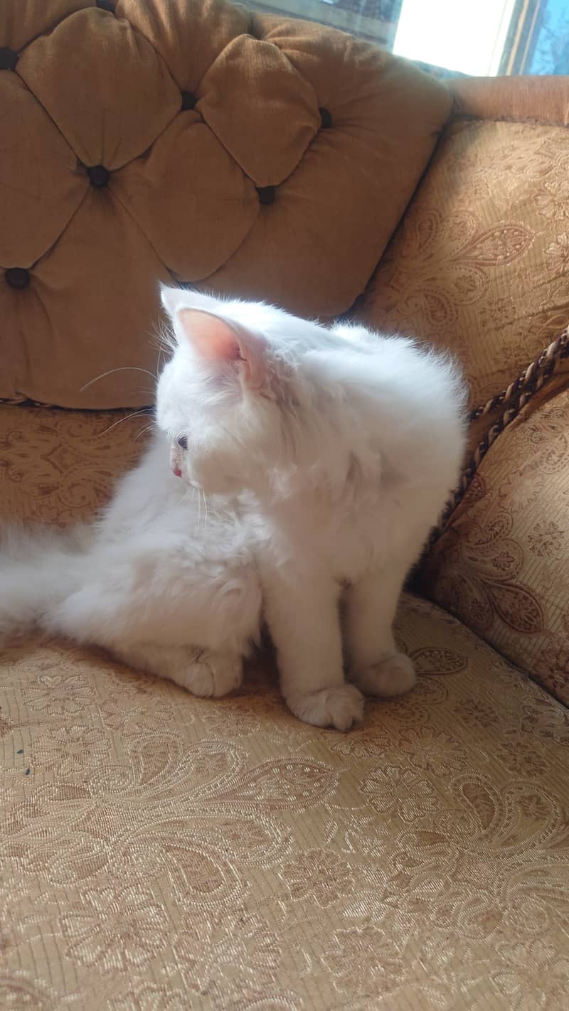 Russian White Kitten for Sale Fully Vaccinated With Collar and Leash 7