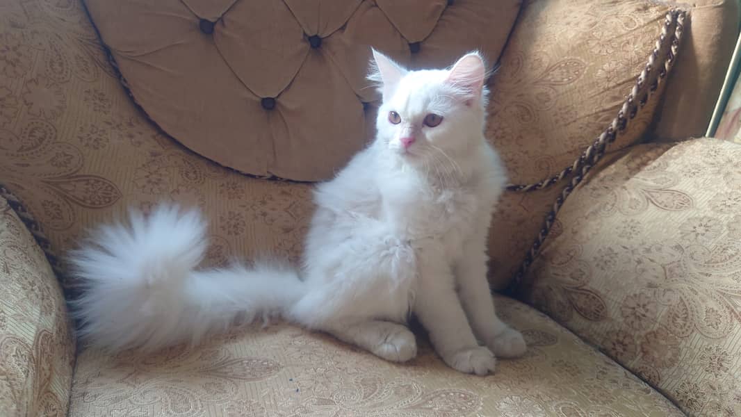 Russian White Kitten for Sale Fully Vaccinated With Collar and Leash 8