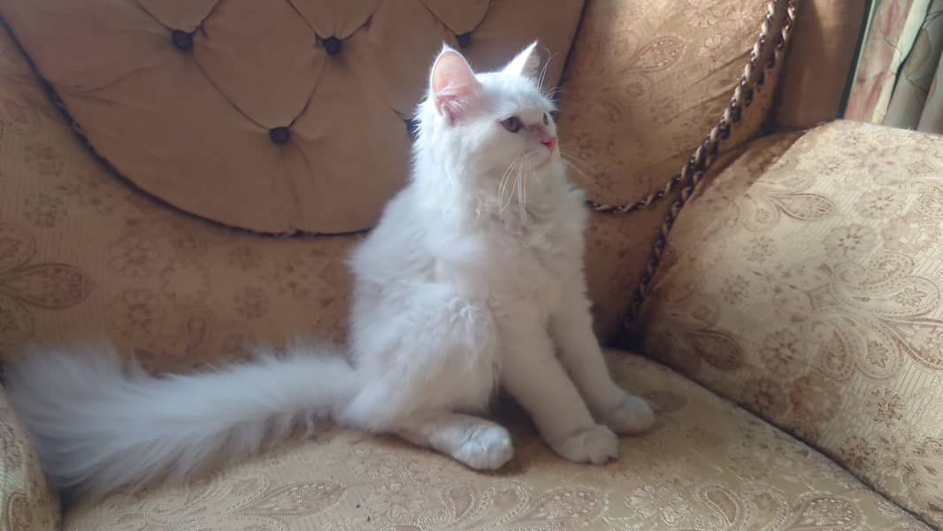 Russian White Kitten for Sale Fully Vaccinated With Collar and Leash 9