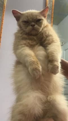 punch face pregnant Female cat 03032669466