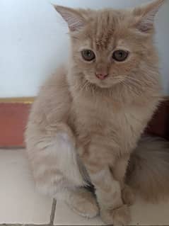 Persian Kitten cat 5 months age cream colour