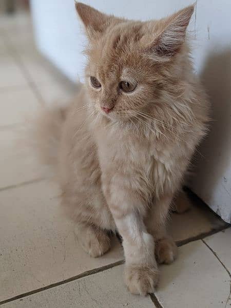 Persian Kitten cat 5 months age cream colour 1