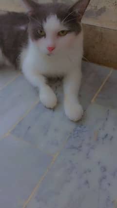 male cat available for sale litter train 0