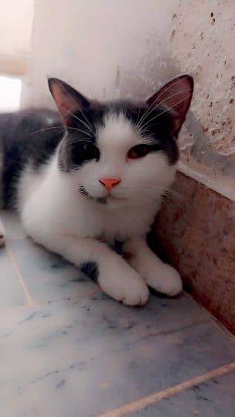 male cat available for sale litter train 1