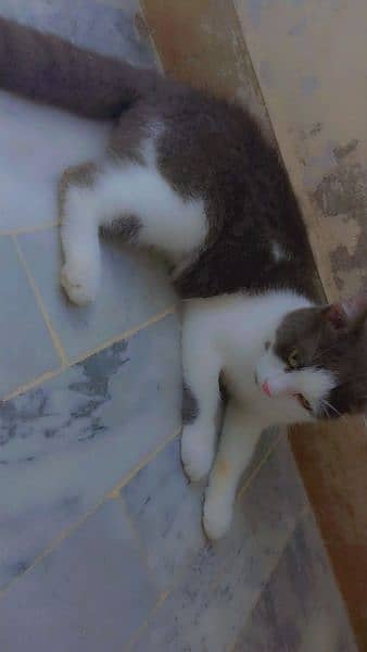 male cat available for sale litter train 2