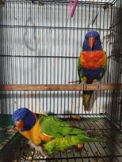 rambo lorrykit parrot pair