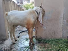 GULABI WHITE BAKRA BREEDER (18.5 INCH KAAN WALA)