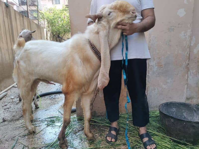 GULABI WHITE BAKRA BREEDER (18.5 INCH KAAN WALA) 1