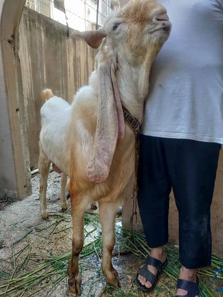 GULABI WHITE BAKRA BREEDER (18.5 INCH KAAN WALA) 3