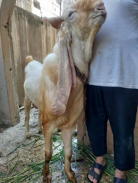 GULABI WHITE BAKRA BREEDER (18.5 INCH KAAN WALA) 4