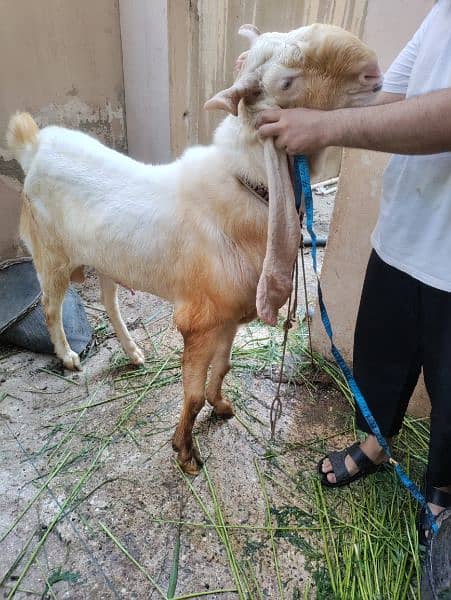 GULABI WHITE BAKRA BREEDER (18.5 INCH KAAN WALA) 6