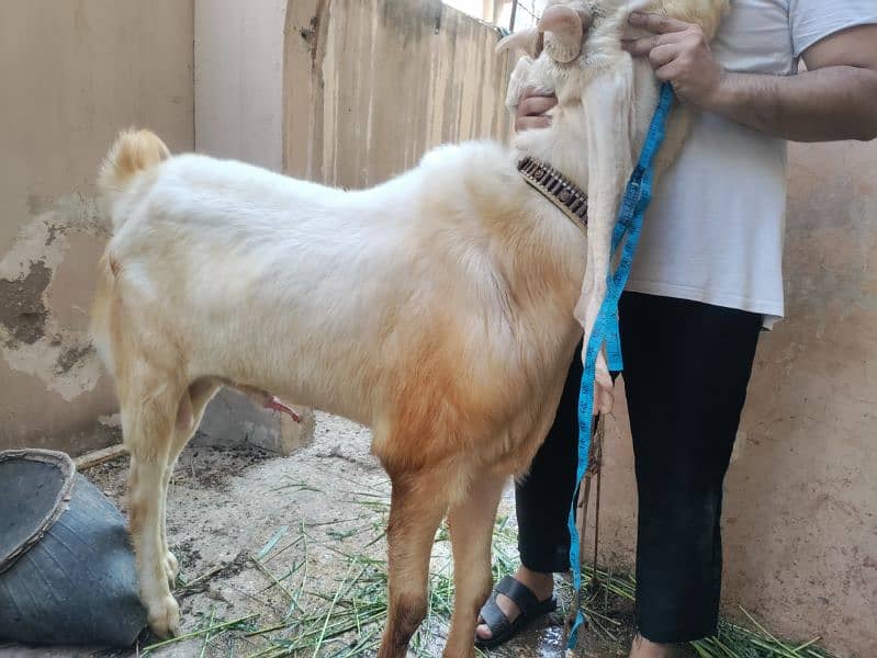 GULABI WHITE BAKRA BREEDER (18.5 INCH KAAN WALA) 7