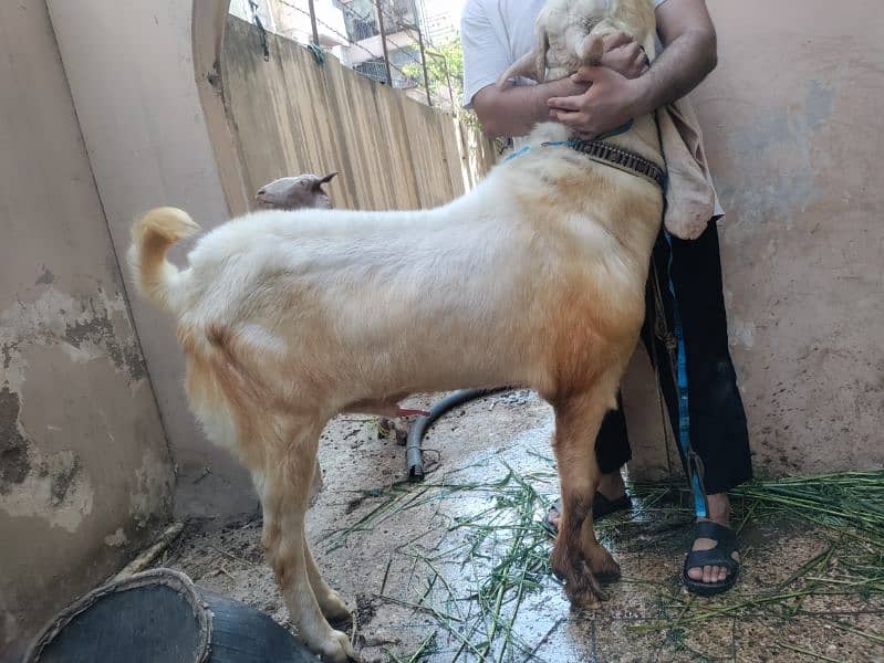 GULABI WHITE BAKRA BREEDER (18.5 INCH KAAN WALA) 8