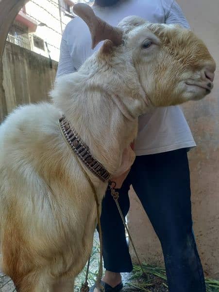 GULABI WHITE BAKRA BREEDER (18.5 INCH KAAN WALA) 11