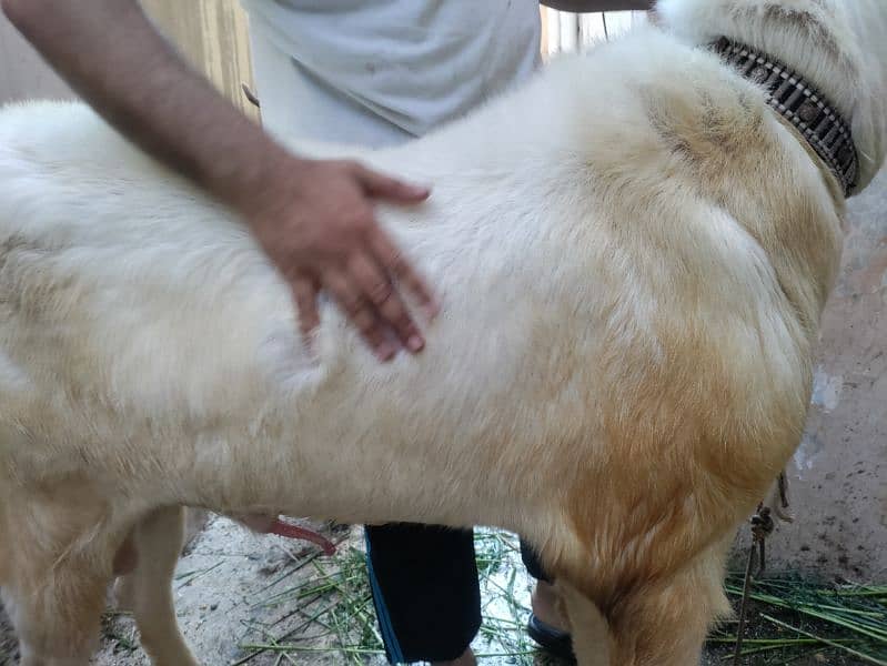 GULABI WHITE BAKRA BREEDER (18.5 INCH KAAN WALA) 12