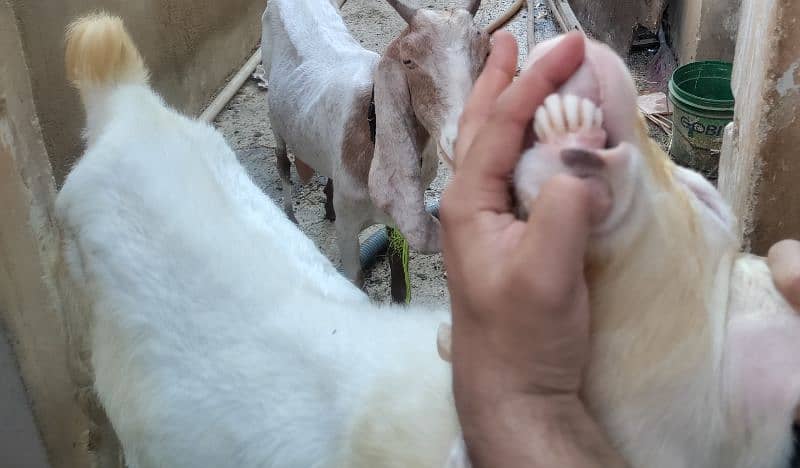 GULABI WHITE BAKRA BREEDER (18.5 INCH KAAN WALA) 13