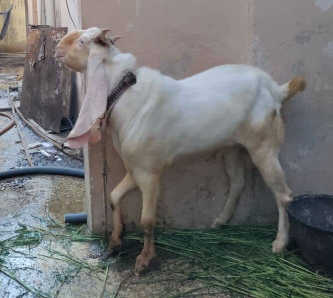 GULABI WHITE BAKRA BREEDER (18.5 INCH KAAN WALA) 15