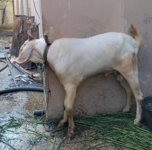 GULABI WHITE BAKRA BREEDER (18.5 INCH KAAN WALA) 16