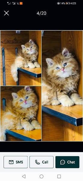 Persian kittens and adult cats 2