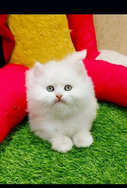 Persian kittens and adult cats 4