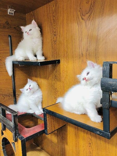 Persian kittens and adult cats 17