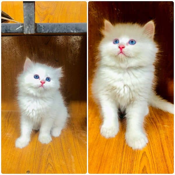 Persian kittens and adult cats 18