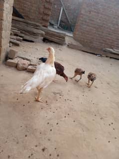 Heera+ amroha cross hen