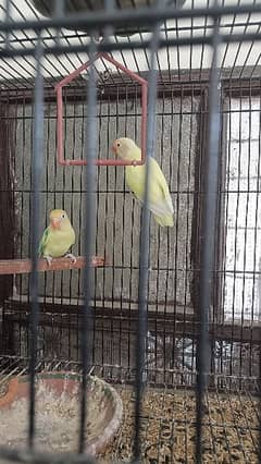 love Birds All setup sale with cages 0