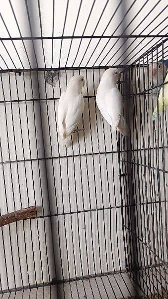 love Birds All setup sale with cages 1