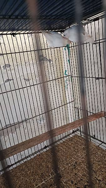 love Birds All setup sale with cages 2